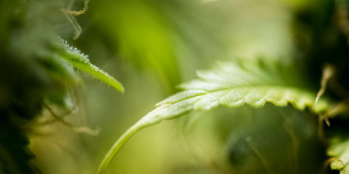 Cannabis_1200x600_0002_GettyImages-1253222718