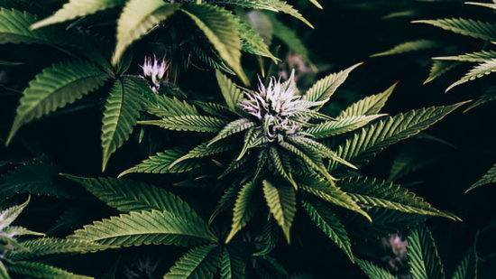 DO-NOT-USE_Cannabis_1200x600_0003_GettyImages-1227304330