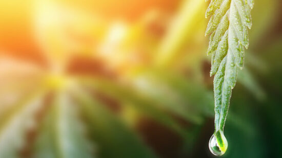 gettyimages-1286512381_og_cannabis